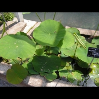 Nelumbo Luteum Flavescens (fam Nelumbonacees) (11)